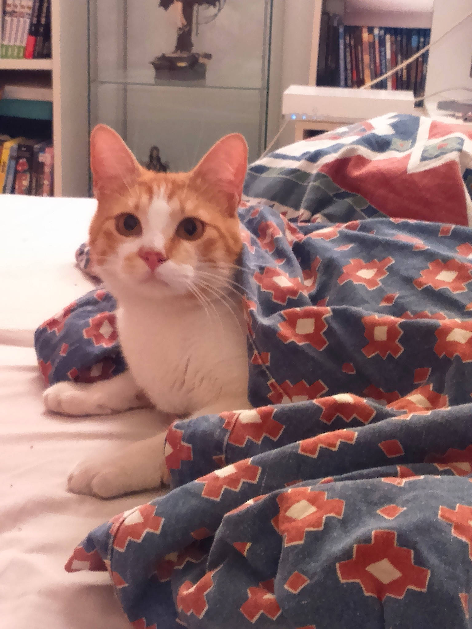 Beezel participe au concours pour gagner de l'argent avec cette photo : aegean_cat, arabian_mau, asian, carnivore, cat, domestic_short_haired_cat, european_shorthair, fawn, felidae, fur, german_rex, kitten, leg, ojos_azules, small_to_medium_sized_cats, tail, textile, whiskers