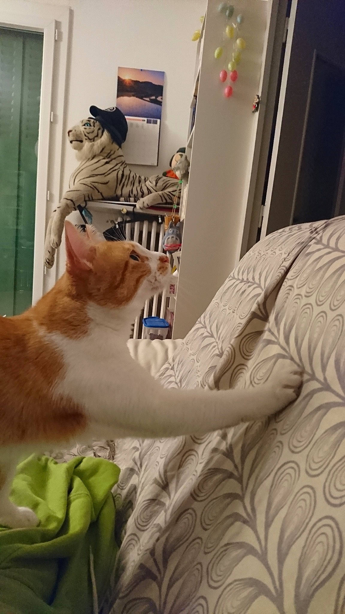 Beezel participe au concours pour gagner de l'argent avec cette photo : aegean_cat, asian, canidae, carnivore, cat, domestic_short_haired_cat, ear, european_shorthair, fawn, felidae, fur, kitten, mammal, pembroke_welsh_corgi, small_to_medium_sized_cats, tail, turkish_van, whiskers