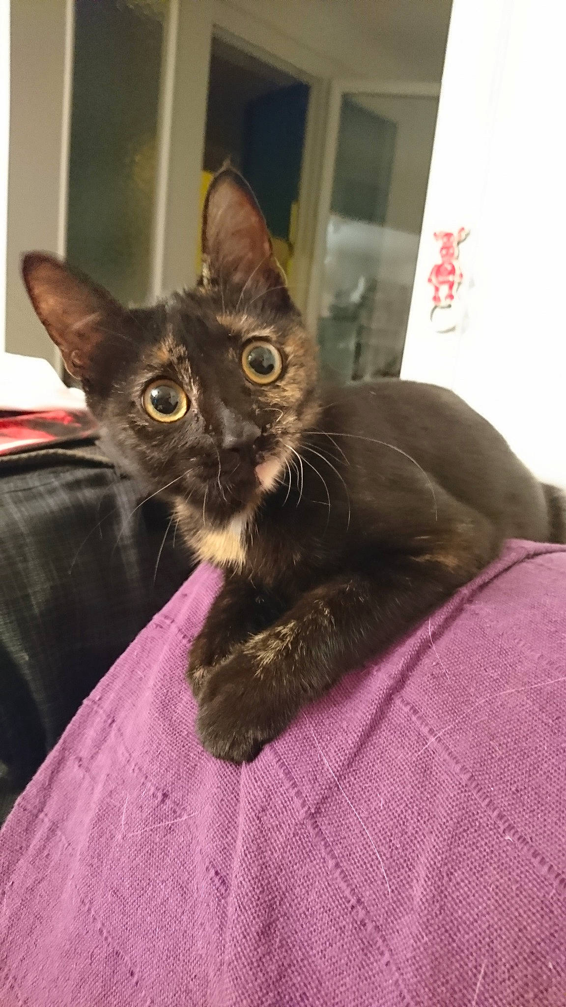 Sony a rejoint le concours — aidez-le/la à gagner de superbes lots ! asian, black_cat, burmese, carnivore, cat, domestic_short_haired_cat, felidae, german_rex, havana_brown, javanese, kitten, korat, mammal, oriental_longhair, small_to_medium_sized_cats, snout, vertebrate, whiskers