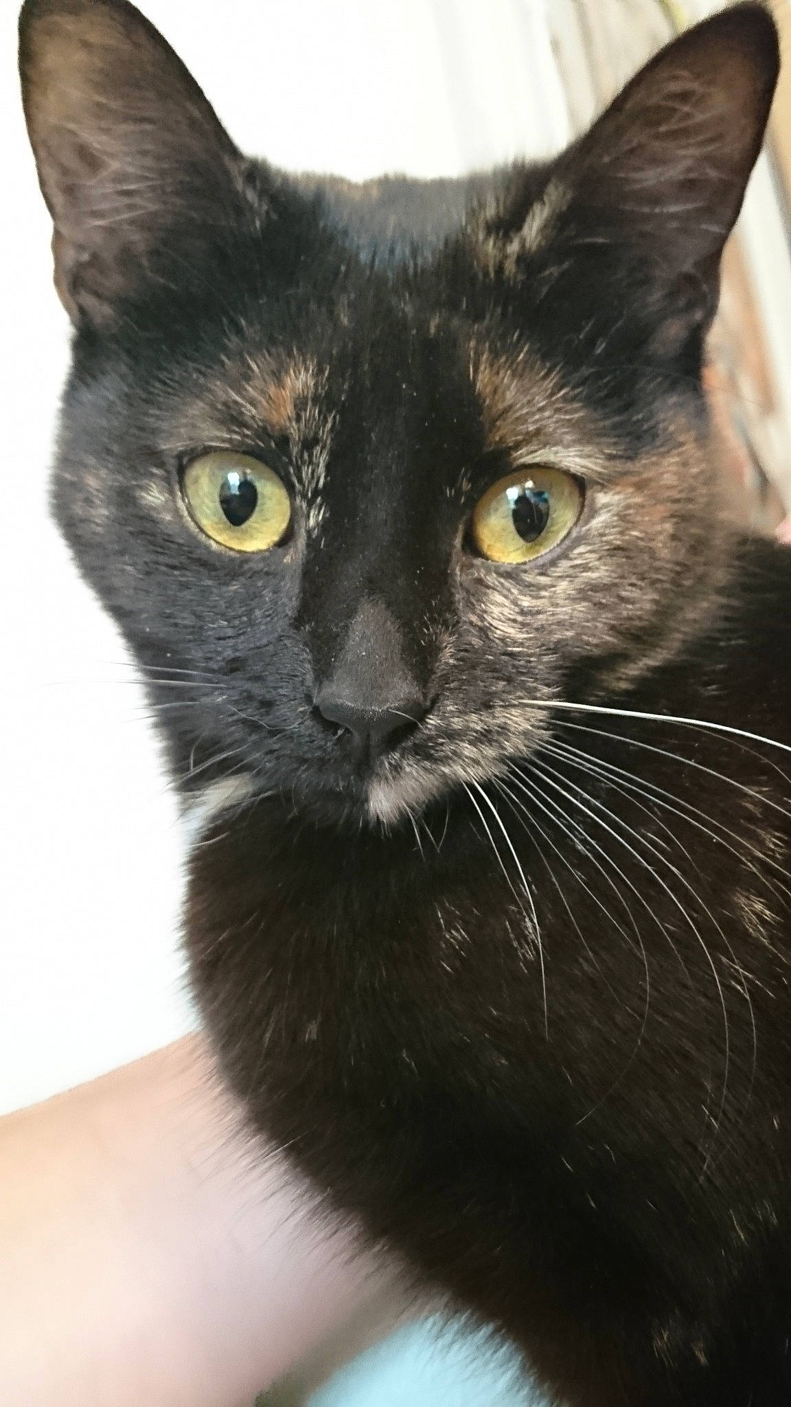 Sony a rejoint le concours — aidez-le/la à gagner de superbes lots ! asian, black_cat, bombay, burmese, carnivore, cat, close_up, domestic_short_haired_cat, felidae, german_rex, havana_brown, javanese, korat, mammal, nebelung, oriental_longhair, small_to_medium_sized_cats, snout, vertebrate, whiskers