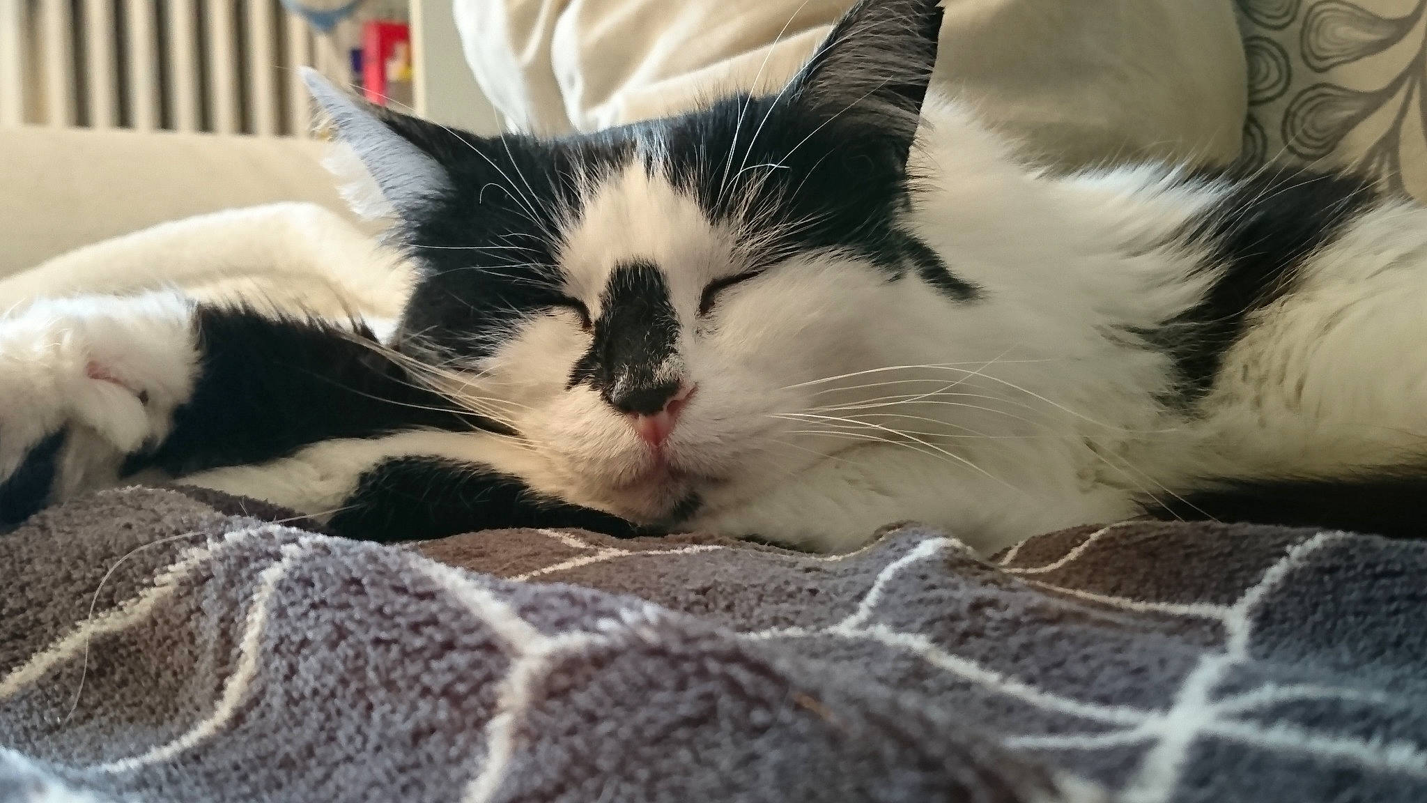 Chii participe au concours pour gagner de l'argent avec cette photo : black_and_white, carnivore, cat, claw, domestic_short_haired_cat, ear, european_shorthair, eye, felidae, fur, kitten, mammal, nap, polydactyl_cat, sky, small_to_medium_sized_cats, snout, whiskers