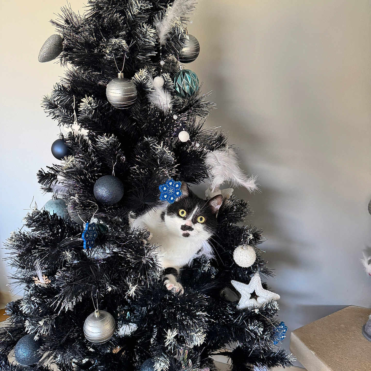 Nisette participe au concours pour gagner de l'argent avec cette photo : accessories, animal, cat, christmas, christmasdecorations, christmastree, christmastreeornaments, festival, fir, pet, pine, plant, tree