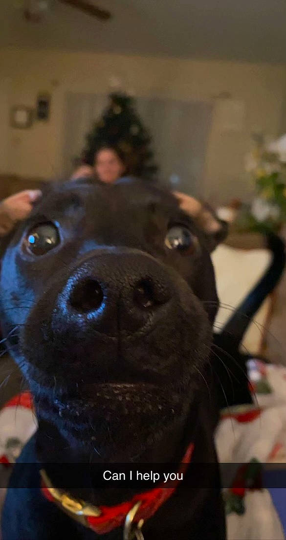 Mila joined the competition — help win amazing prizes! borador, canidae, carnivore, companion_dog, dog, dog_breed, ear, electric_blue, event, fawn, fur, guard_dog, jaw, non_sporting_group, snout, sporting_group, terrestrial_animal, whiskers, working_animal, working_dog