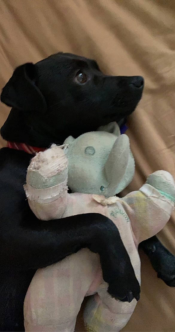 Mila is registered to the contest to win money with this photo: carnivore, comfort, companion_dog, dog, dog_breed, fashion_accessory, fur, guard_dog, linens, petal, plush, sitting, sleeve, sporting_group, stuffed_toy, toy, whiskers, working_animal