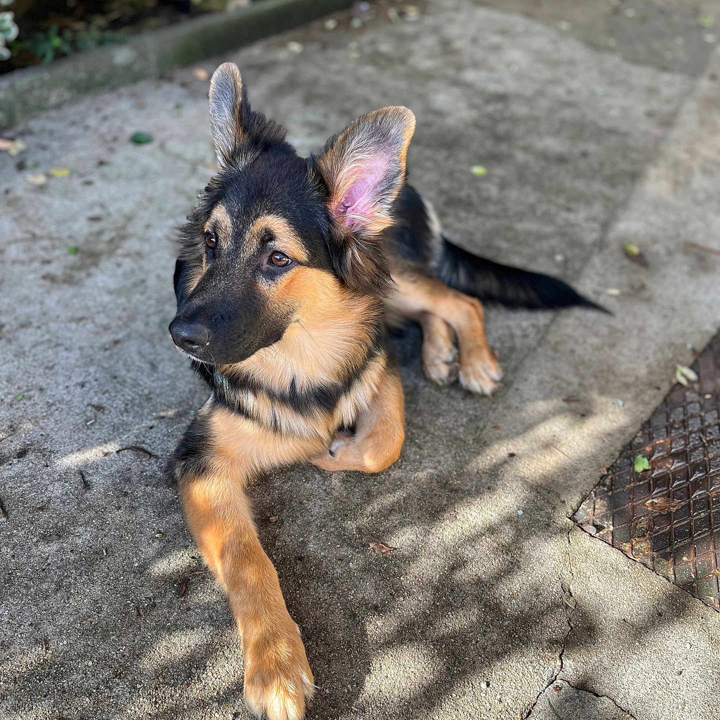 Uky a rejoint le concours — aidez-le/la à gagner de superbes lots ! animal, canine, cockerspaniel, dog, flagstone, germanshepherd, path, pet, puppy, slate, walkway
