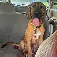 Asher joined the competition — help win amazing prizes! dog, car, leash, collar, seat, interior, vehicle, pet, canine, tongue_out, sitting, backseat, window, road, daytime, fabric_seat, happy, animal, transportation, leash_clip