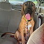 dog, car, leash, collar, seat, interior, vehicle, pet, canine, tongue_out, sitting, backseat, window, road, daytime, fabric_seat, happy, animal, transportation, leash_clip