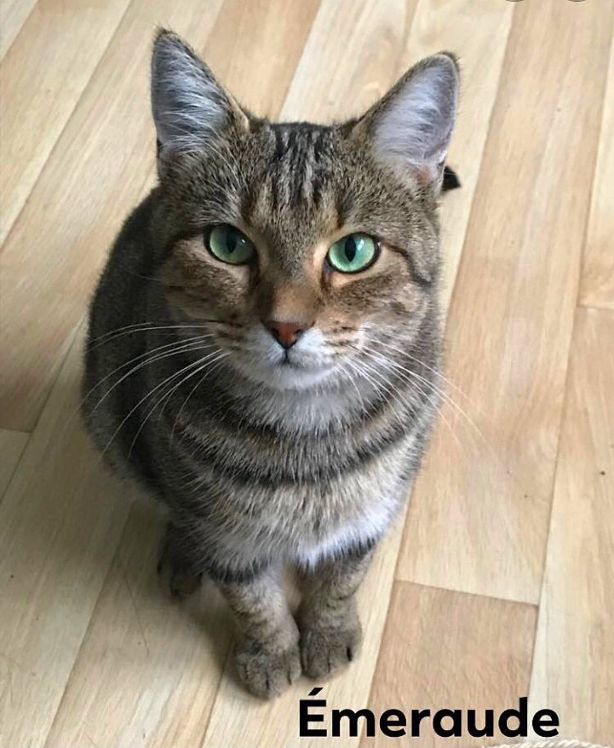 émeraude a rejoint le concours — aidez-le/la à gagner de superbes lots ! beige, carnivore, cat, domestic_short_haired_cat, felidae, floor, flooring, fur, grey, hardwood, iris, mammal, small_to_medium_sized_cats, snout, terrestrial_animal, vertebrate, whiskers, wood, wood_flooring, wood_stain