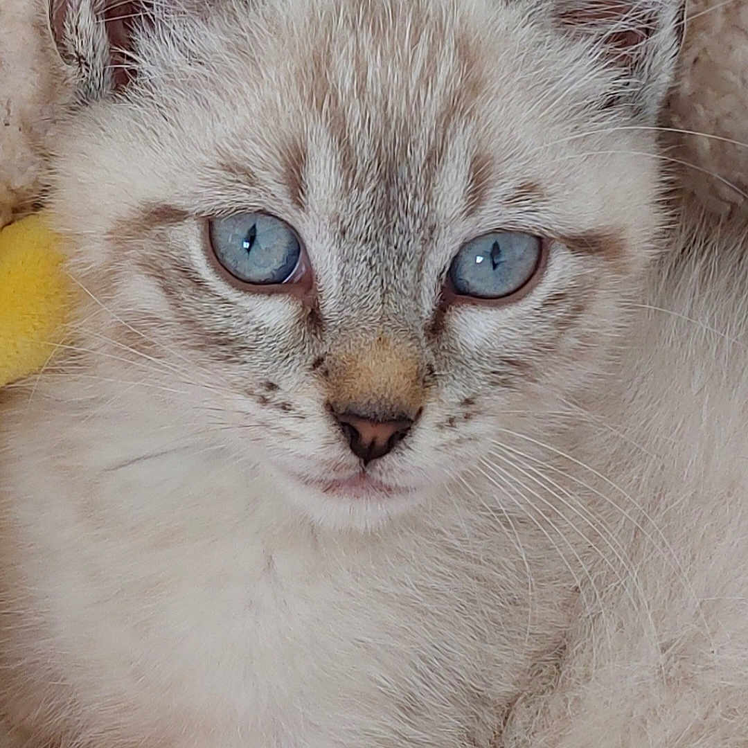Smocky a rejoint le concours — aidez-le/la à gagner de superbes lots ! abyssinian, angora, animal, cat, kitten, manx, pet, siamese, white