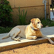 Beethoven participe au concours pour gagner de l'argent avec cette photo : dog, labrador, golden_retriever, pet, outdoor, sunlight, relaxed, patio, tile, plant, greenery, wall, yellow_wall, collar, resting, canine, garden, daytime, domestic_animal, side_view