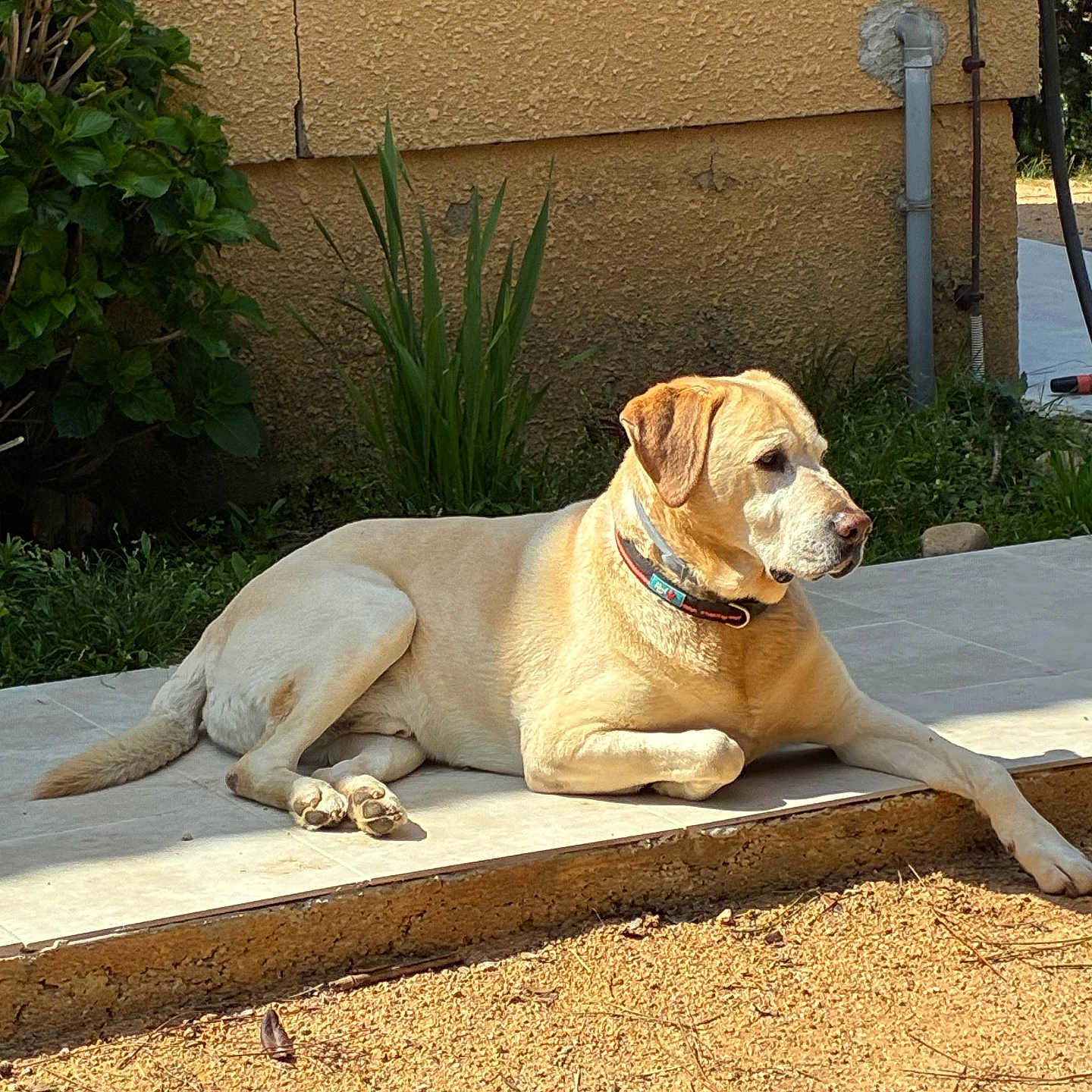 Beethoven participe au concours pour gagner de l'argent avec cette photo : dog, labrador, golden_retriever, pet, outdoor, sunlight, relaxed, patio, tile, plant, greenery, wall, yellow_wall, collar, resting, canine, garden, daytime, domestic_animal, side_view