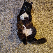 Alexander joined the competition — help win amazing prizes! cat, black_cat, white_fur, lying_down, carpet, indoor, pet, fluffy, relaxed, animal, feline, cute, fur, tail, whiskers, domestic_cat, resting, looking_up, paws, cozy