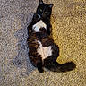 cat, black_cat, white_fur, lying_down, carpet, indoor, pet, fluffy, relaxed, animal, feline, cute, fur, tail, whiskers, domestic_cat, resting, looking_up, paws, cozy