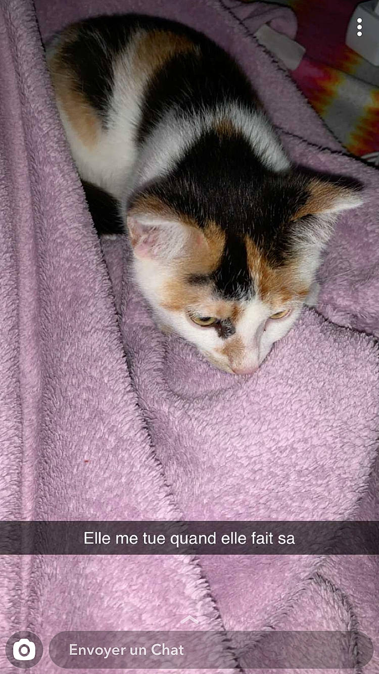 Nougat participe au concours pour gagner de l'argent avec cette photo : aegean_cat, american_wirehair, carnivore, cat, domestic_short_haired_cat, european_shorthair, felidae, fur, kitten, mammal, photo_caption, small_to_medium_sized_cats, tail, whiskers