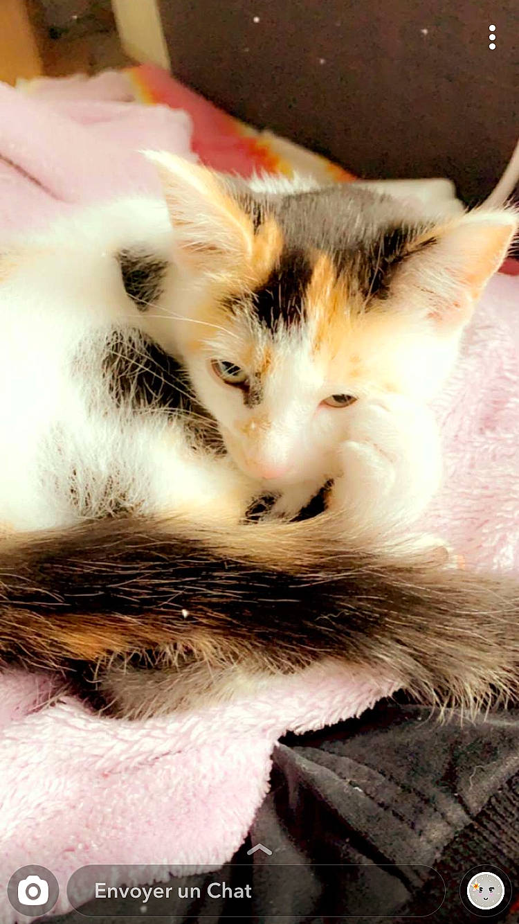 Nougat a rejoint le concours — aidez-le/la à gagner de superbes lots ! aegean_cat, carnivore, cat, domestic_long_haired_cat, felidae, fur, kitten, ragamuffin, ragdoll, small_to_medium_sized_cats, whiskers