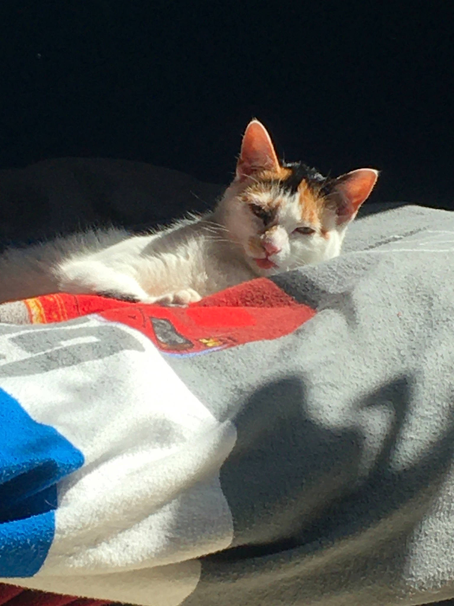 Nougat participe au concours pour gagner de l'argent avec cette photo : aegean_cat, american_wirehair, asian, carnivore, cat, domestic_short_haired_cat, european_shorthair, fawn, felidae, german_rex, kitten, ojos_azules, singapura, small_to_medium_sized_cats, whiskers