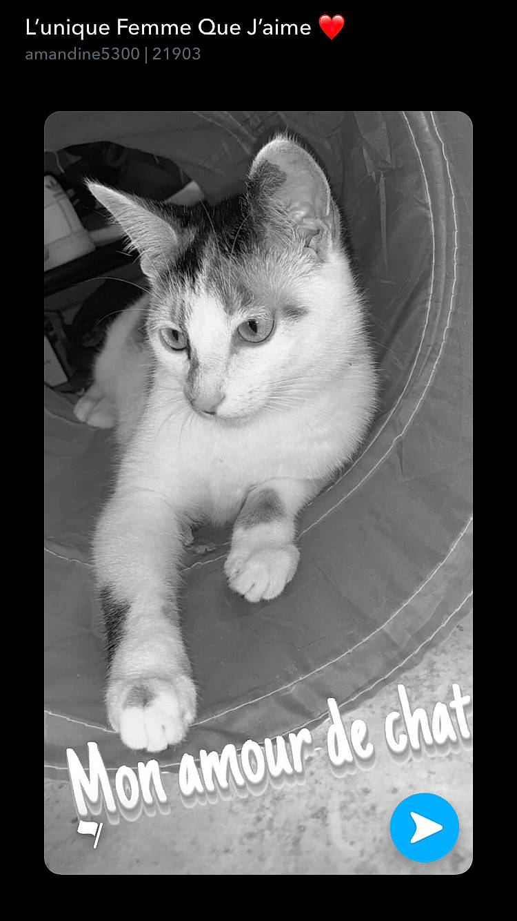 Nougat a rejoint le concours — aidez-le/la à gagner de superbes lots ! aegean_cat, american_wirehair, asian, black_and_white, carnivore, cat, domestic_short_haired_cat, eye, felidae, kitten, ojos_azules, paw, photo_caption, photography, polydactyl_cat, small_to_medium_sized_cats, snapshot, stock_photography, tail, whiskers