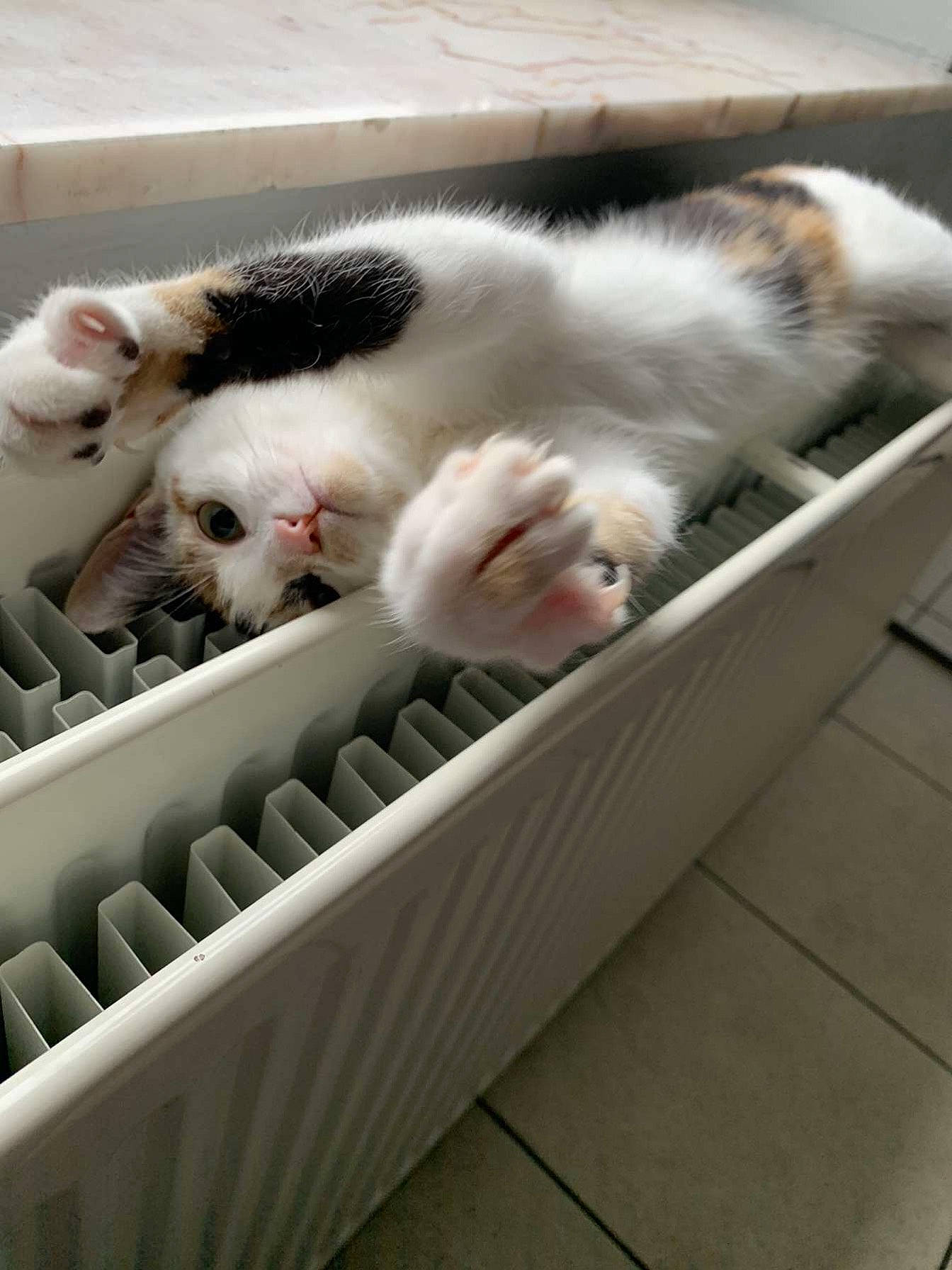 Nougat a rejoint le concours — aidez-le/la à gagner de superbes lots ! box, carnivore, cat, domestic_short_haired_cat, felidae, fur, kitten, paw, polydactyl_cat, small_to_medium_sized_cats, snout, turkish_angora, turkish_van, whiskers