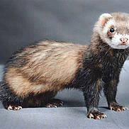 Miss Pout Pout participe au concours pour gagner de l'argent avec cette photo :