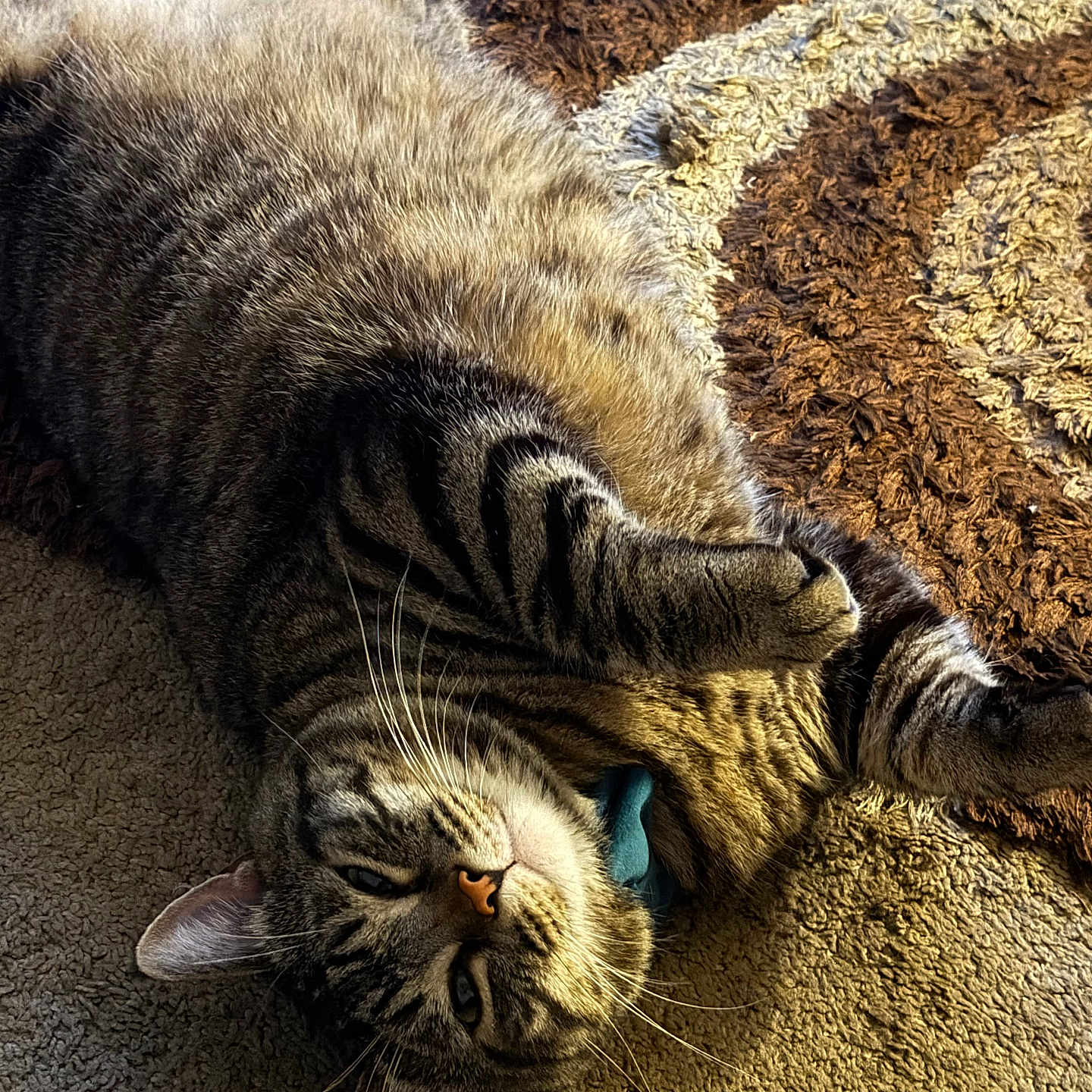 Abaddon joined the competition — help win amazing prizes! cat, tabby, pet, animal, fur, whiskers, relaxed, sunlight, indoor, carpet, striped, paw, cute, mammal, resting, closeup, domestic, feline, sleepy, cozy