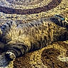 Abaddon is registered to the contest to win money with this photo: cat, tabby, feline, pet, animal, sleeping, lying_down, carpet, patterned, indoor, fur, whiskers, relaxed, paws, sunlight, cozy, home, domestic, cute, resting