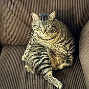 Abaddon joined the competition — help win amazing prizes! cat, tabby_cat, pet, feline, animal, striped_fur, sitting, chair, brown_fabric, indoor, cute, whiskers, ears, paws, relaxed, looking_at_camera, plush, cozy, domestic, fur