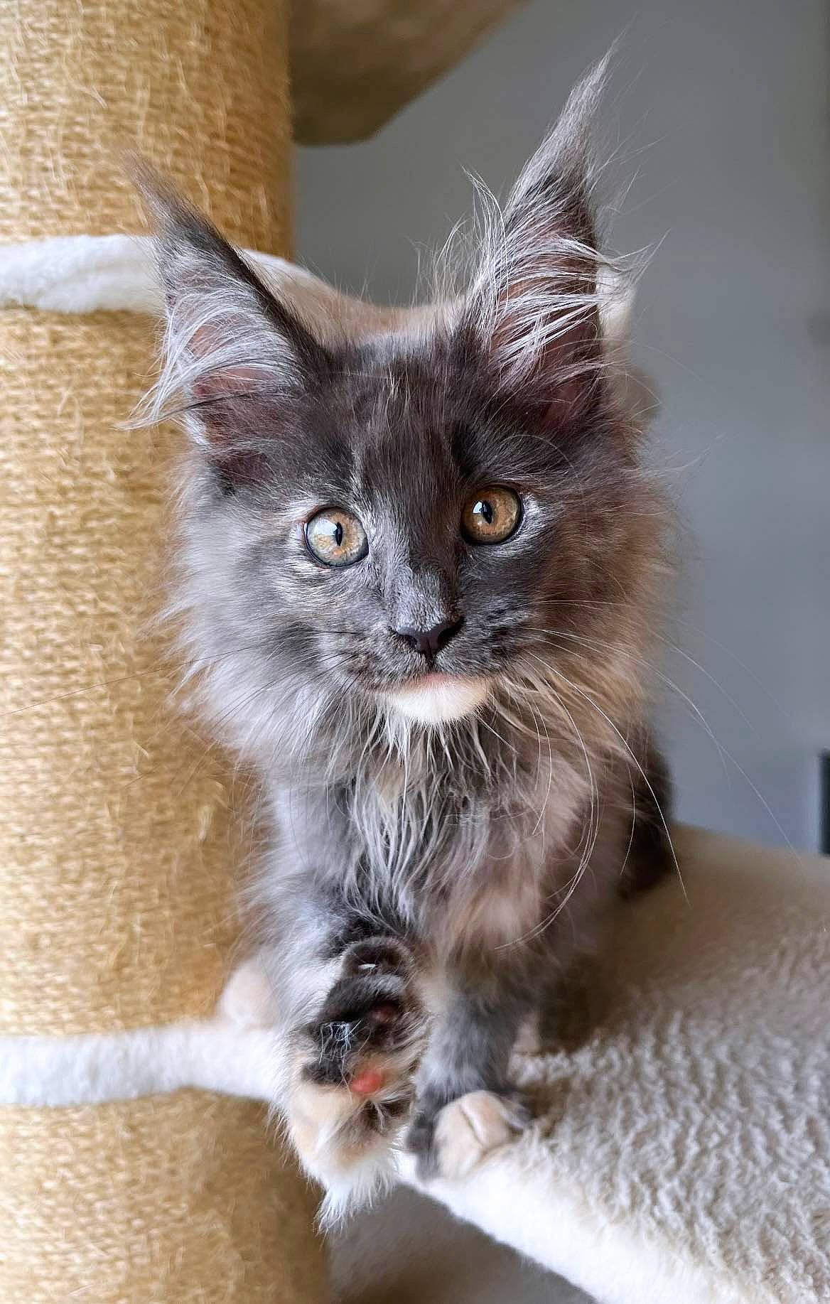 Ahsoka a rejoint le concours — aidez-le/la à gagner de superbes lots ! carnivore, cat, cat_supply, claw, domestic_short_haired_cat, fawn, felidae, fur, grey, iris, paw, small_to_medium_sized_cats, snout, tail, terrestrial_animal, whiskers