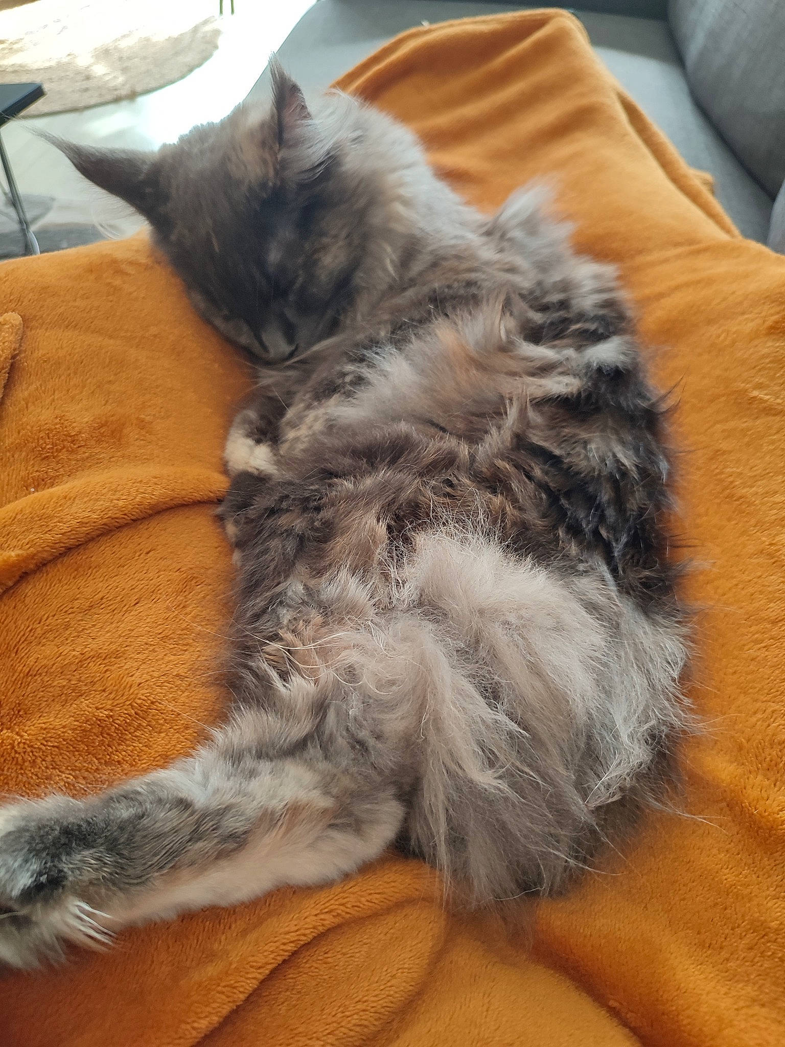 Ahsoka participe au concours pour gagner de l'argent avec cette photo : british_longhair, carnivore, cat, claw, comfort, domestic_short_haired_cat, felidae, fur, grey, nap, paw, small_to_medium_sized_cats, tail, terrestrial_animal, whiskers