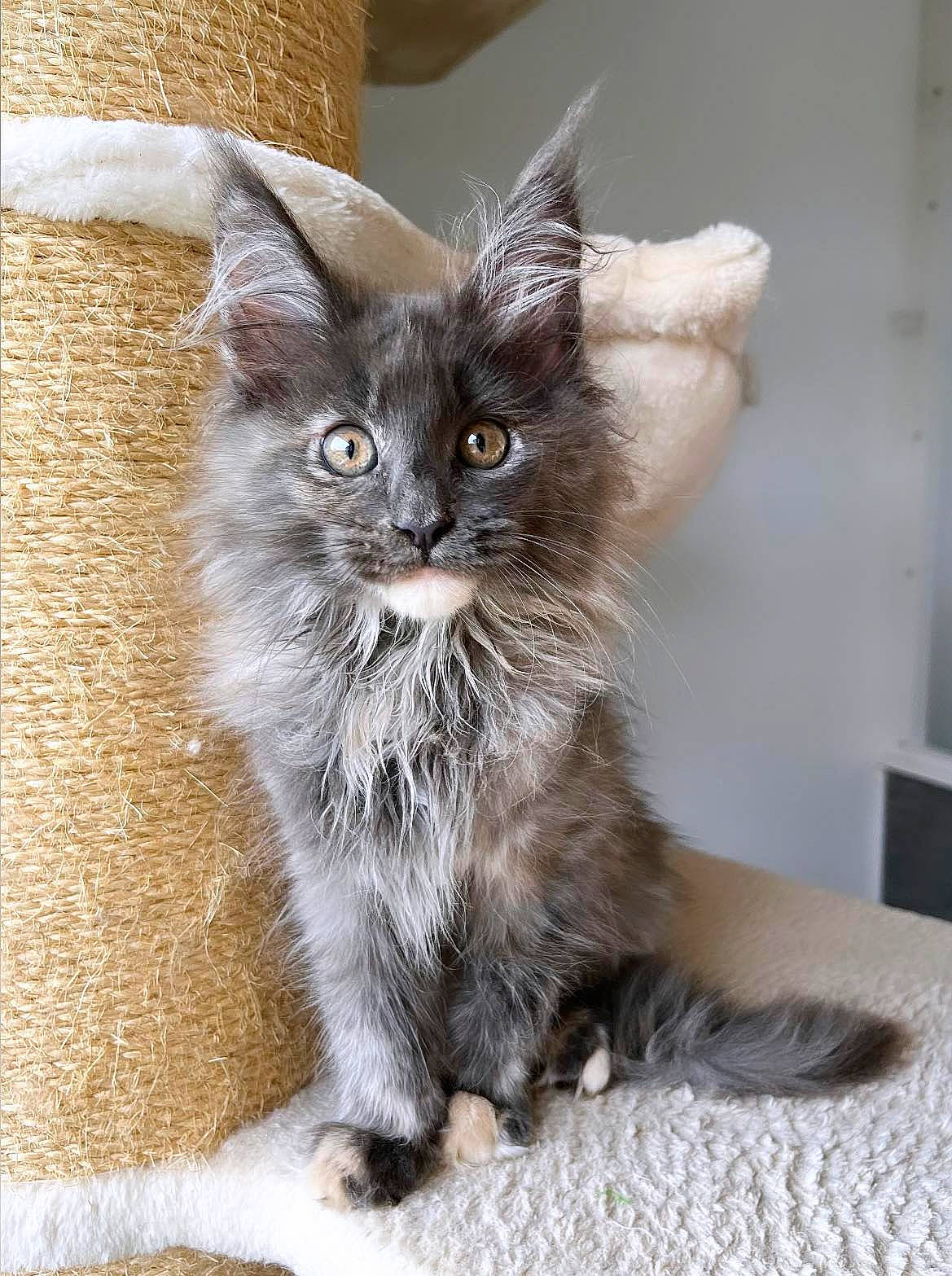 Ahsoka participe au concours pour gagner de l'argent avec cette photo : carnivore, cat, cat_supply, claw, domestic_short_haired_cat, felidae, fur, grey, paw, small_to_medium_sized_cats, snout, tail, terrestrial_animal, whiskers