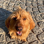 Roxie a rejoint le concours — aidez-le/la à gagner de superbes lots ! animal, brown_dog, canine, close_up, cute, daylight, dog, ears, friendly, fur, happy, looking_up, muzzle, outdoor, pet, smiling, stone_pavement, sunlight, texture, tongue