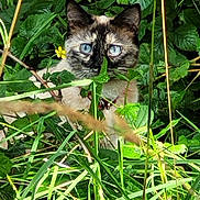 Shanelle a rejoint le concours — aidez-le/la à gagner de superbes lots ! cat, siamese_cat, blue_eyes, greenery, plants, foliage, outdoor, nature, wild, grass, yellow_flower, animal, pet, camouflage, closeup, curious, mammal, whiskers, ears, daylight