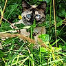 cat, siamese_cat, blue_eyes, greenery, plants, foliage, outdoor, nature, wild, grass, yellow_flower, animal, pet, camouflage, closeup, curious, mammal, whiskers, ears, daylight