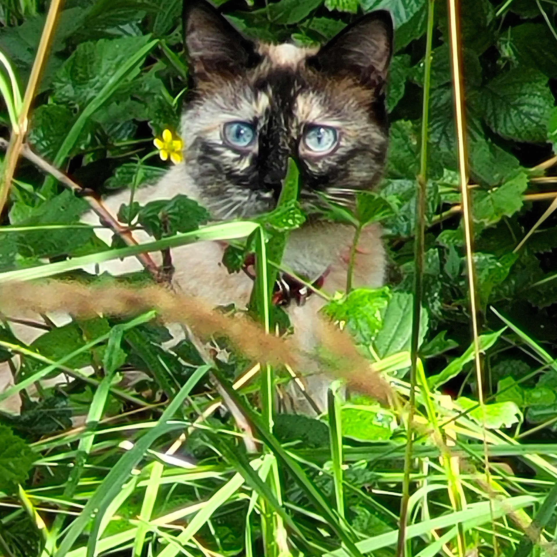 Shanelle a rejoint le concours — aidez-le/la à gagner de superbes lots ! cat, siamese_cat, blue_eyes, greenery, plants, foliage, outdoor, nature, wild, grass, yellow_flower, animal, pet, camouflage, closeup, curious, mammal, whiskers, ears, daylight