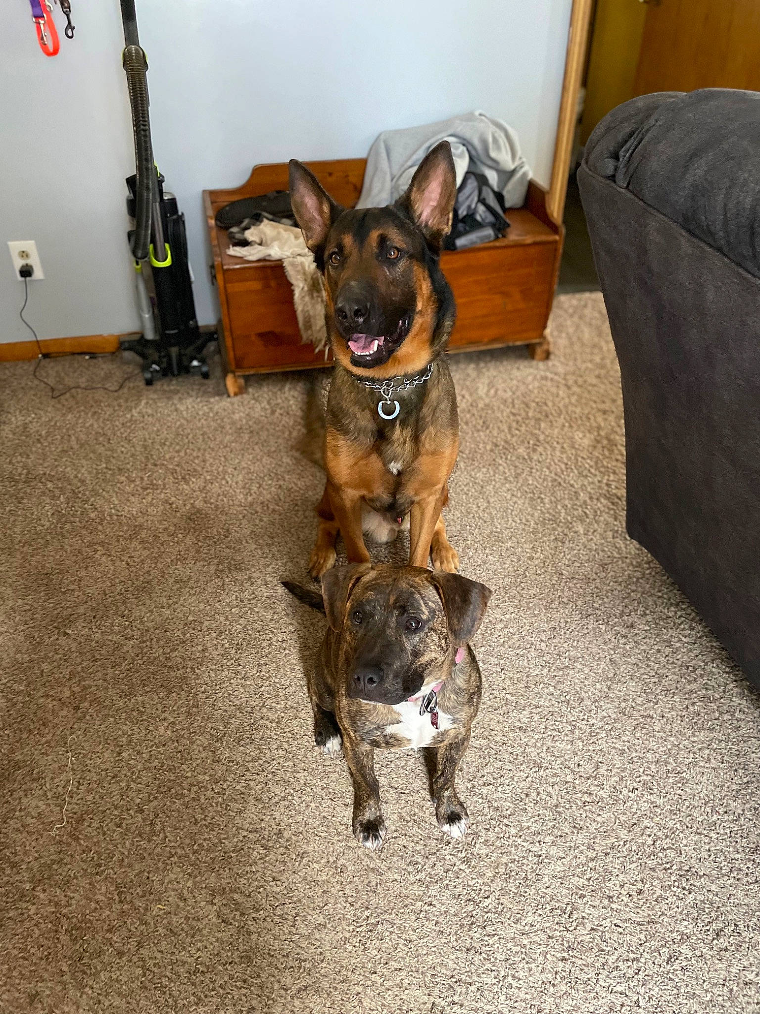 Zeus joined the competition — help win amazing prizes! canidae, carnivore, collar, comfort, companion_dog, couch, dog, dog_breed, dog_supply, fawn, floor, flooring, german_shepherd_dog, hardwood, small_to_medium_sized_cats, snout, sporting_group, tail, wood, working_animal