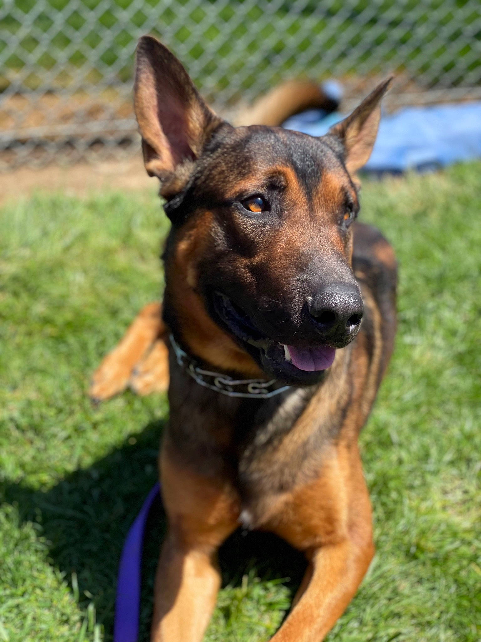 Zeus joined the competition — help win amazing prizes! biting, canidae, carnivore, collar, companion_dog, dog, dog_breed, fawn, fence, german_shepherd_dog, grass, guard_dog, herding_dog, mesh, old_german_shepherd_dog, snout, sporting_group, wire_fencing, working_animal, working_dog