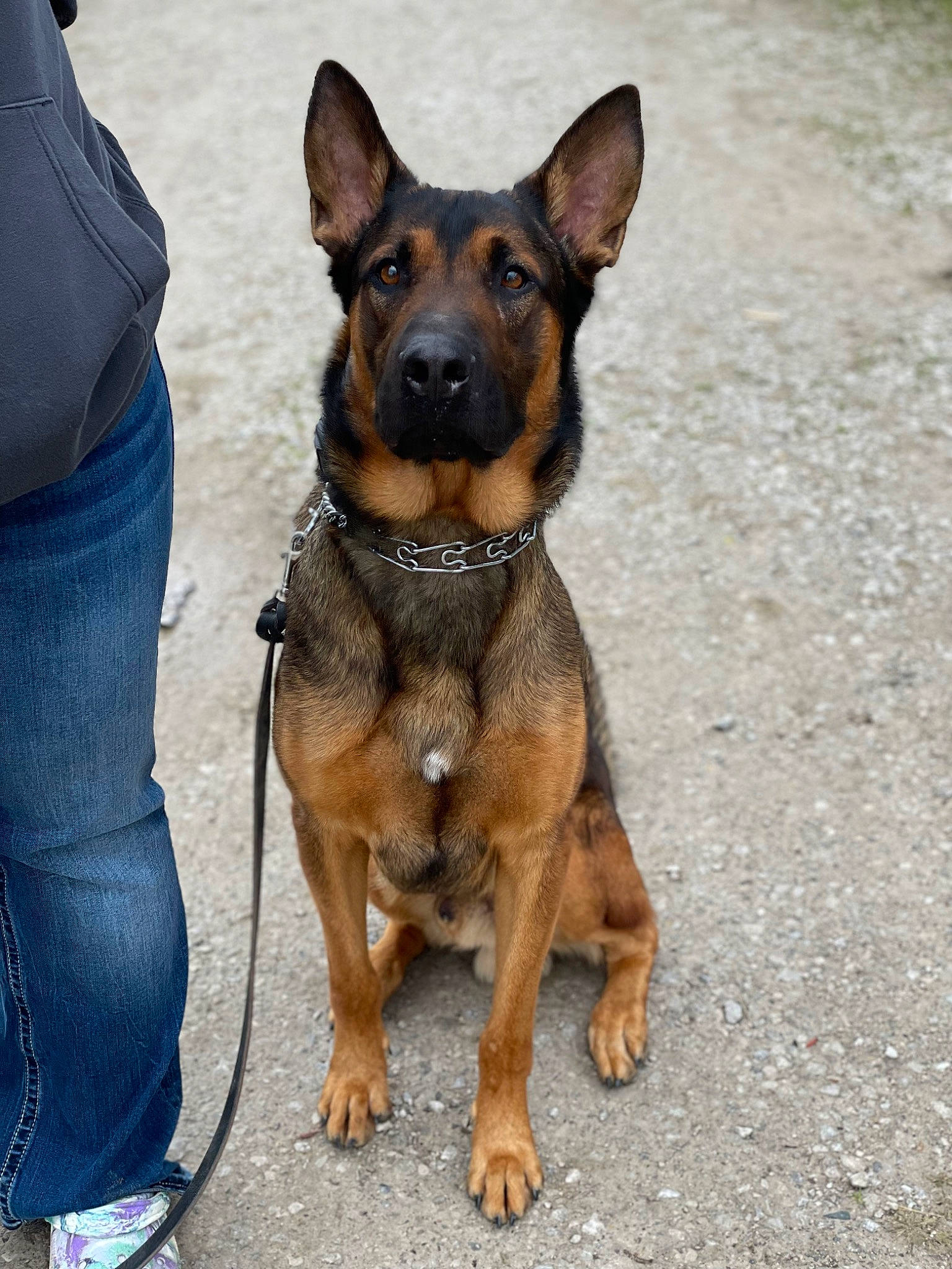 Zeus joined the competition — help win amazing prizes! canidae, carnivore, collar, companion_dog, denim, dog, dog_breed, electric_blue, fawn, german_shepherd_dog, guard_dog, herding_dog, sporting_group, working_animal, working_dog