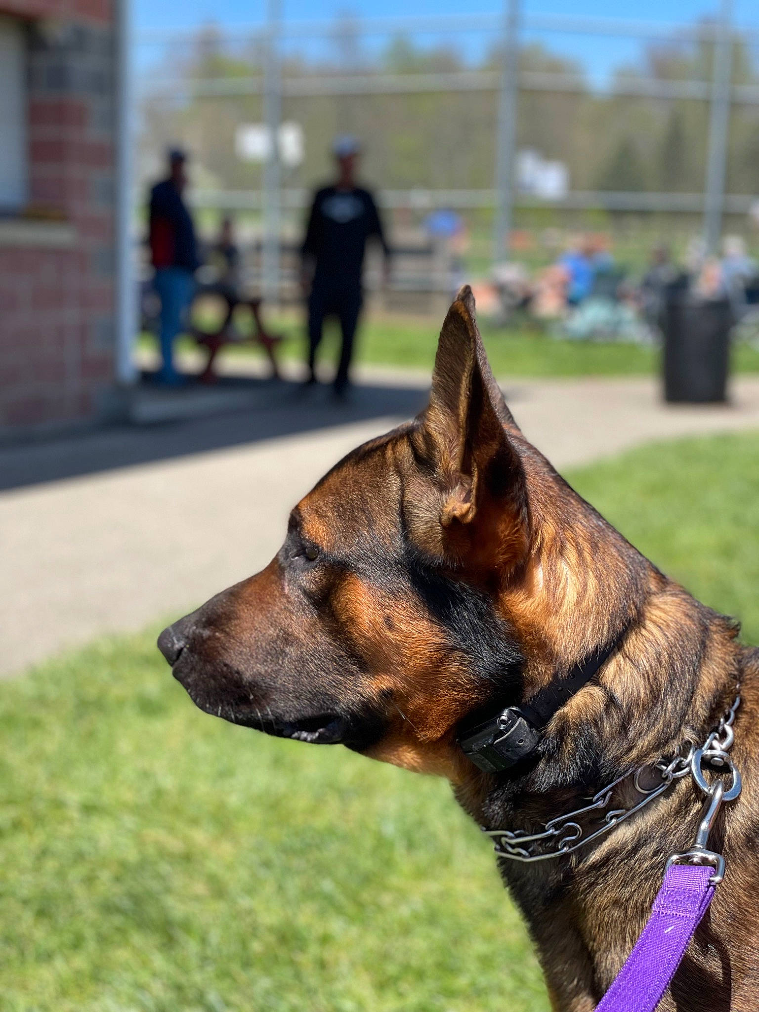 Zeus is registered to the contest to win money with this photo: biting, canidae, carnivore, collar, dog, dog_breed, dog_collar, dog_supply, east_european_shepherd, fawn, german_shepherd_dog, grass, herding_dog, king_shepherd, old_german_shepherd_dog, plant, snout, sporting_group, working_animal, working_dog