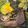 dog, pet_bed, outdoor, grass, yellow_clothing, brindle_coat, collar, relaxed, sunlight, furniture, chair, bottle, paw, curious, animal, canine, summer, texture, resting, leisure