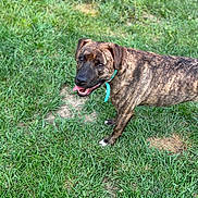 Remy is registered to the contest to win money with this photo: dog, brindle, collar, grass, outdoor, pet, canine, animal, tongue_out, playful, happy, nature, greenery, fur, mammal, summer, field, walking, standing, friendly