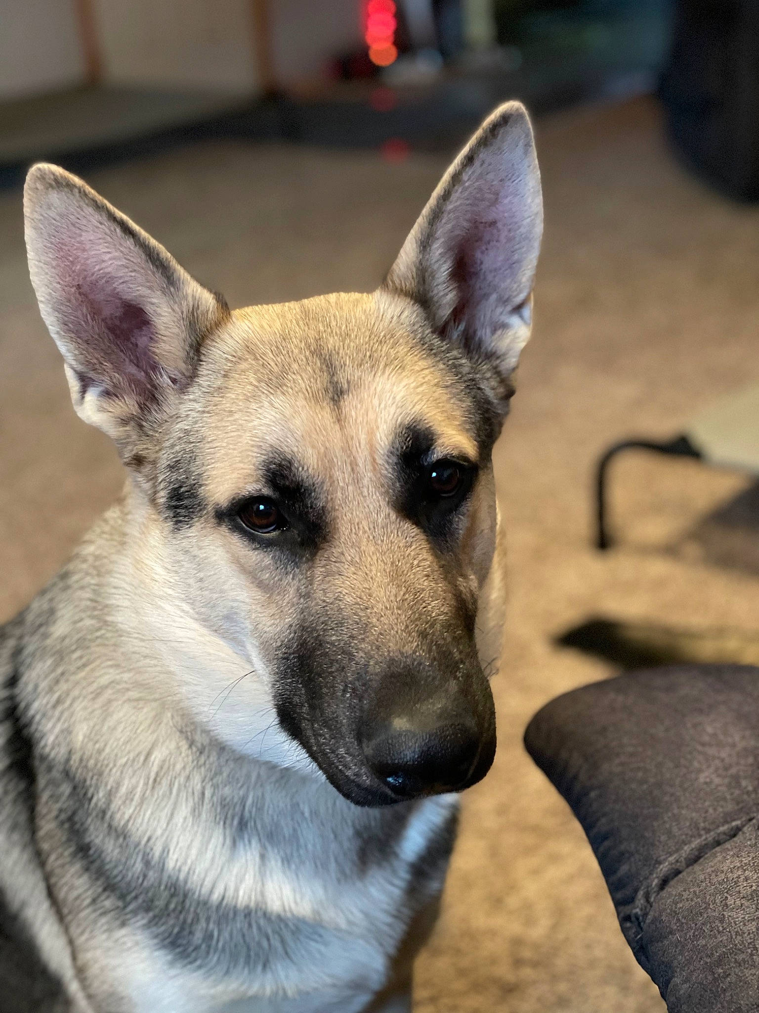 Morty joined the competition — help win amazing prizes! canidae, carnivore, collar, companion_dog, dog, dog_breed, eye, fawn, fur, german_shepherd_dog, herding_dog, jaw, snout, sporting_group, street_dog, terrestrial_animal, whiskers, wildlife, working_animal, working_dog