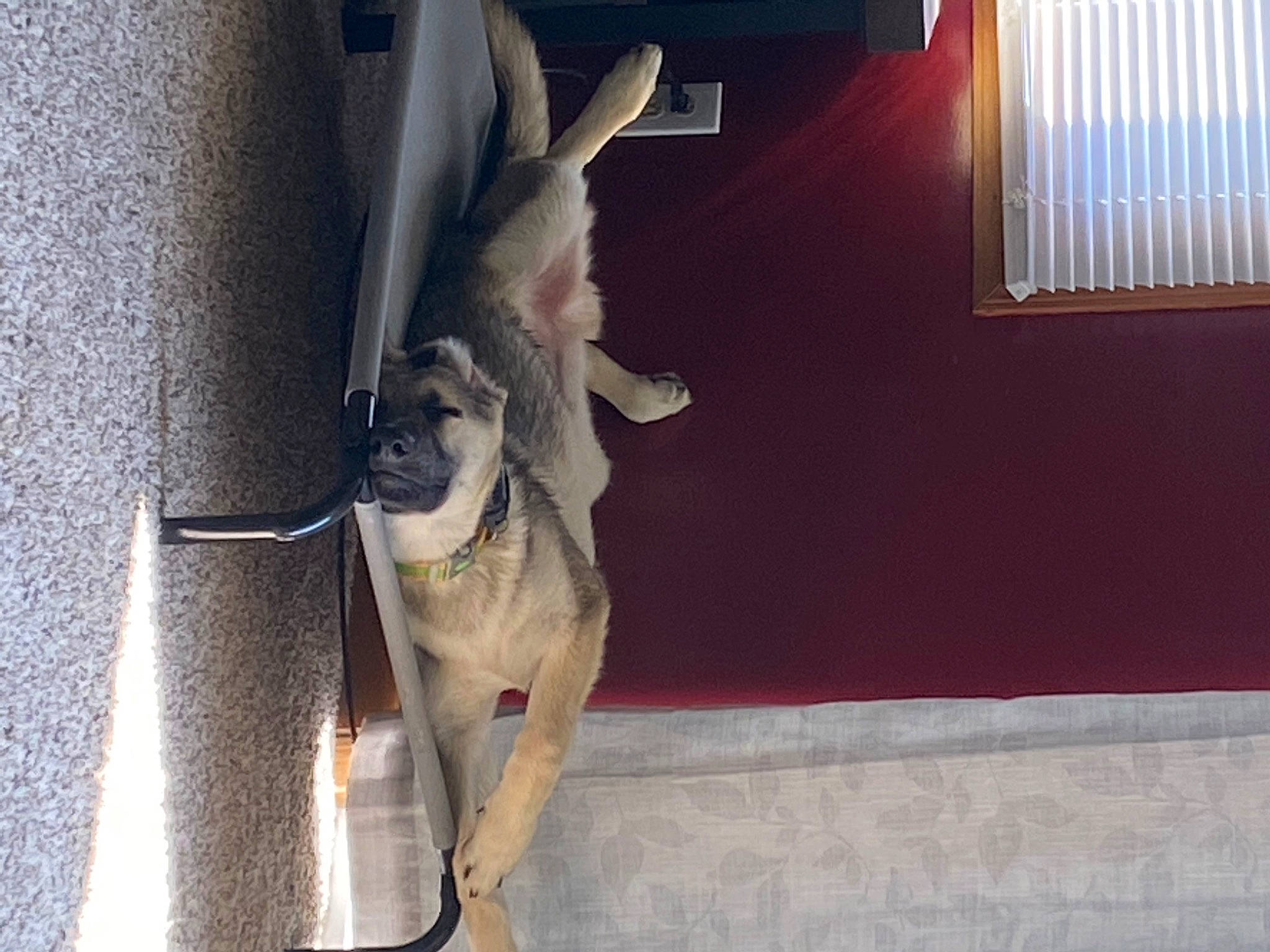 Morty is registered to the contest to win money with this photo: canidae, carnivore, collar, companion_dog, dog, dog_breed, fawn, fur, human_leg, jaw, non_sporting_group, pet_supply, snout, sporting_group, tail, window, window_blind, wood, working_animal