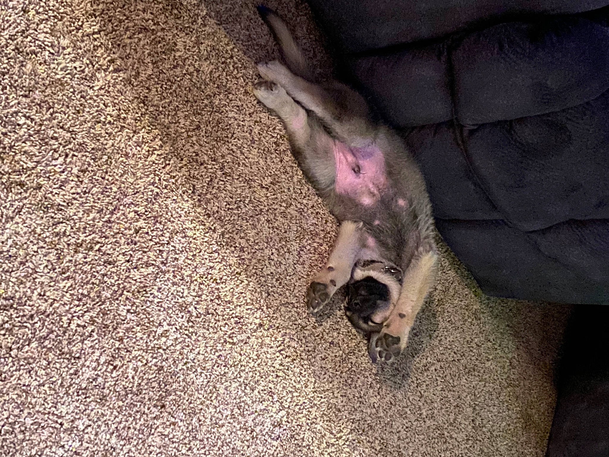 Morty is registered to the contest to win money with this photo: canidae, carnivore, claw, comfort, dog, dog_breed, fawn, foot, fur, grey, linens, paw, snout, soil, sporting_group, tail, terrestrial_animal