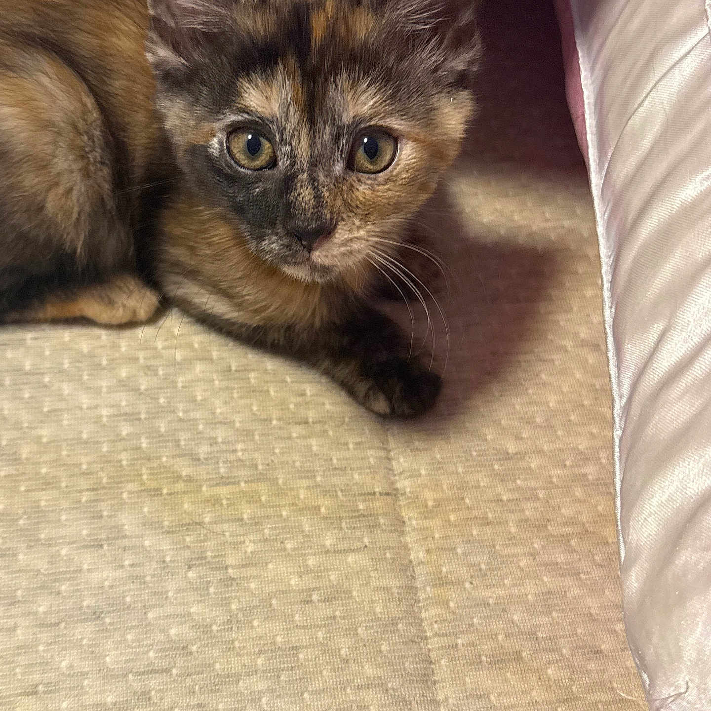 Tinky Girl is registered to the contest to win money with this photo: animal, beige, cat, close_up, cute, ears, eyes, fabric, feline, fur, indoor, kitten, mammal, pet, resting, small, texture, tortoiseshell, whiskers, young