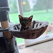 Tinky Girl is registered to the contest to win money with this photo: kitten, cat, cat_tree, hammock, indoor, window, blurred_background, pet, feline, gray, cozy, home, carpet, young_cat, animal, cute, resting, curious, small, domestic