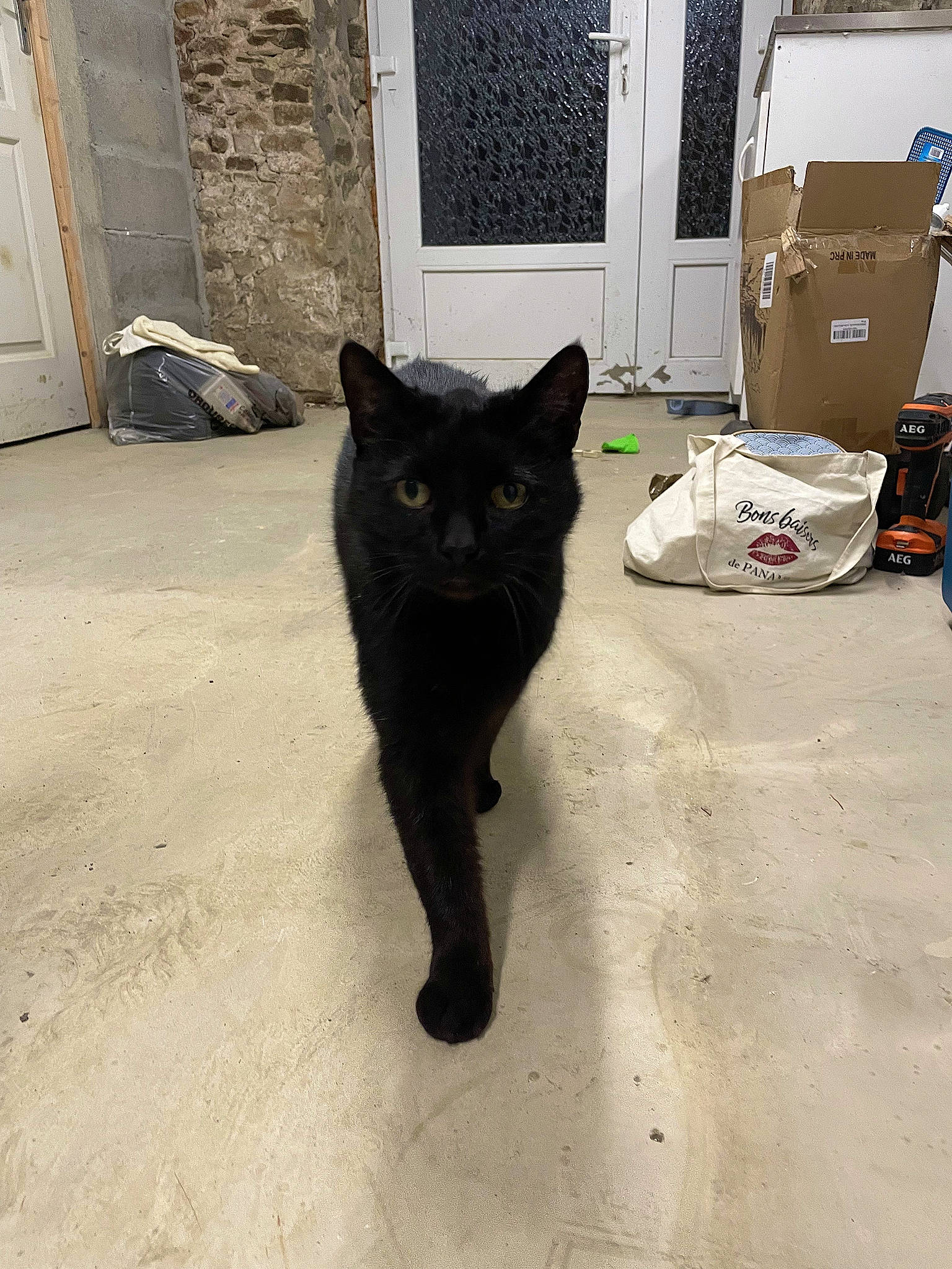 Pimousse a rejoint le concours — aidez-le/la à gagner de superbes lots ! black_cat, bombay, box, cabinetry, carnivore, cat, domestic_short_haired_cat, door, felidae, floor, flooring, fur, grey, home_door, road_surface, shipping_box, small_to_medium_sized_cats, tail, whiskers, window