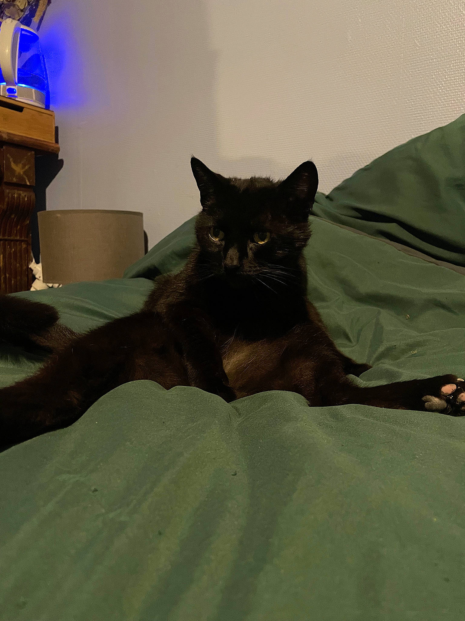 Pimousse a rejoint le concours — aidez-le/la à gagner de superbes lots ! bed, bedding, black_cat, carnivore, cat, claw, comfort, domestic_short_haired_cat, felidae, fur, grey, linens, nap, paw, room, small_to_medium_sized_cats, tail, terrestrial_animal, whiskers, wood