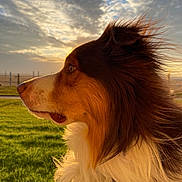 Tango is registered to the contest to win money with this photo: dog, side_profile, fur, outdoor, sunset, golden_hour, grass, sky, clouds, nature, pet, canine, portrait, animal, beautiful, brown, white, ears, whiskers, peaceful