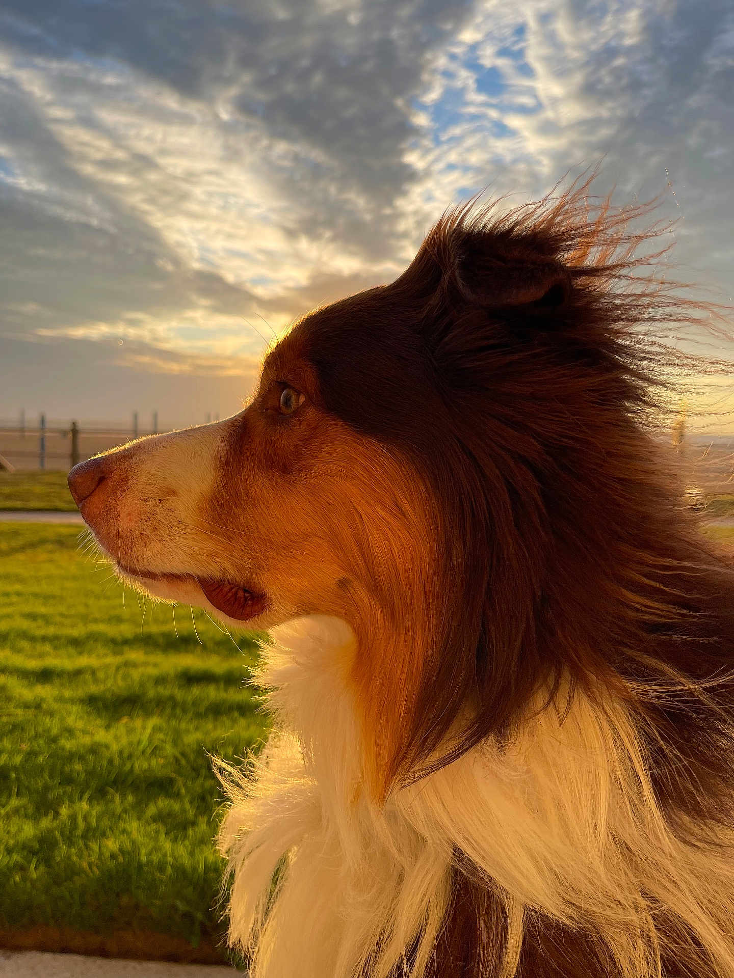 Tango is registered to the contest to win money with this photo: dog, side_profile, fur, outdoor, sunset, golden_hour, grass, sky, clouds, nature, pet, canine, portrait, animal, beautiful, brown, white, ears, whiskers, peaceful