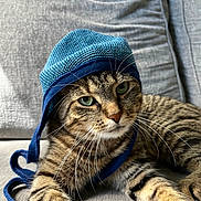 Archie joined the competition — help win amazing prizes! cat, tabby, blue_hat, whiskers, green_eyes, striped_fur, couch, gray, cozy, relaxed, indoor, pet, animal, feline, knit_hat, closeup, cute, domestic, resting, portrait