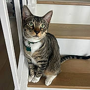 Sir Oliver is registered to the contest to win money with this photo: cat, tabby, stairs, wooden_stairs, green_eyes, collar, pet_tag, indoor, curious, sitting, feline, animal, domestic_cat, whiskers, ears, paws, tail, striped, house, pet